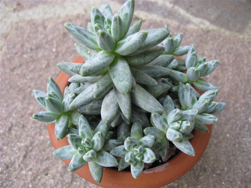 Pachyphytum compactum 