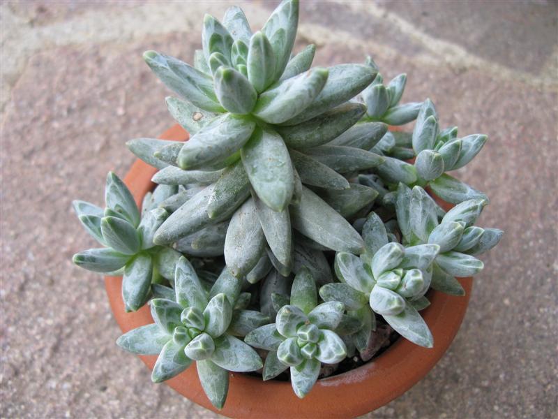 Pachyphytum compactum 