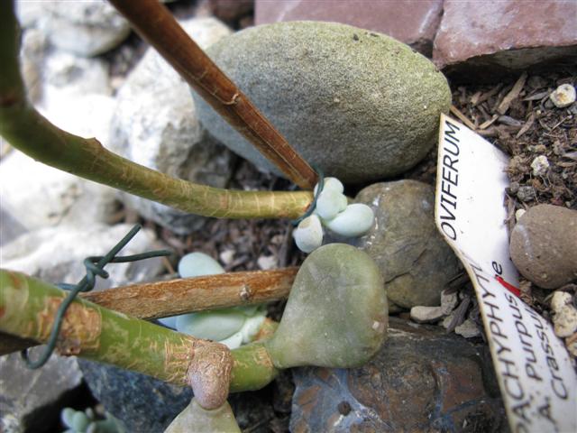 Pachyphytum oviferum 