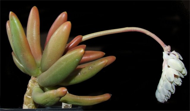 Pachyphytum viride 