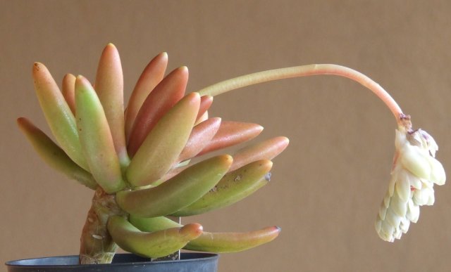 Pachyphytum viride 