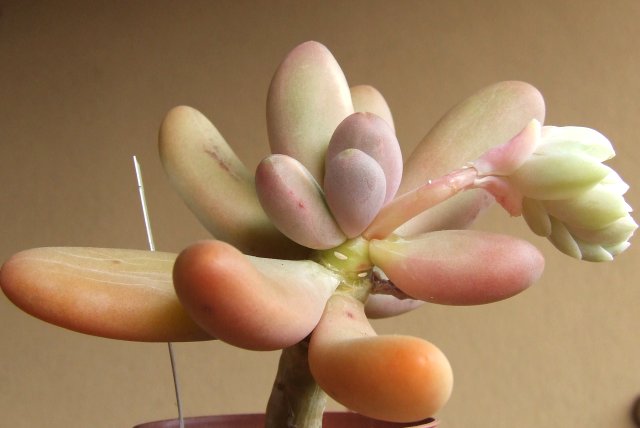 Pachyphytum viride x oviferum 