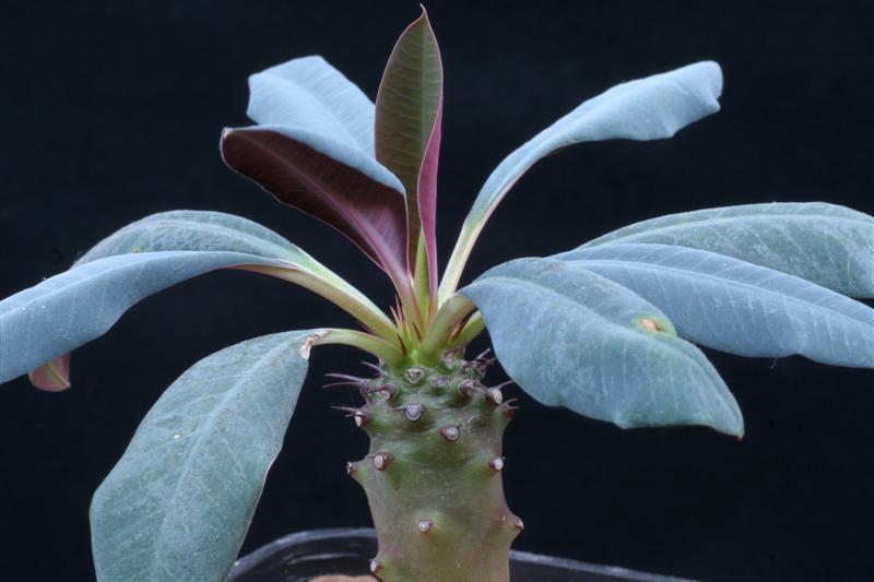 Euphorbia pachypodioides 