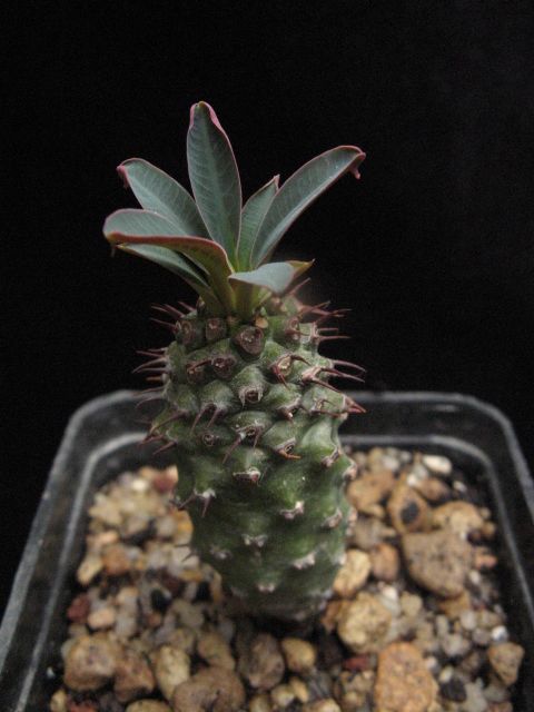 Euphorbia pachypodioides 