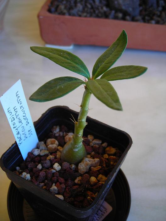 Pachypodium succulentum 