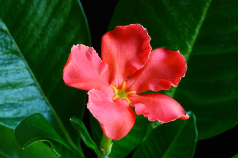 Pachypodium baronii v. windsorii 