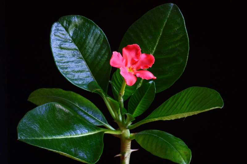 Pachypodium baronii v. windsorii 