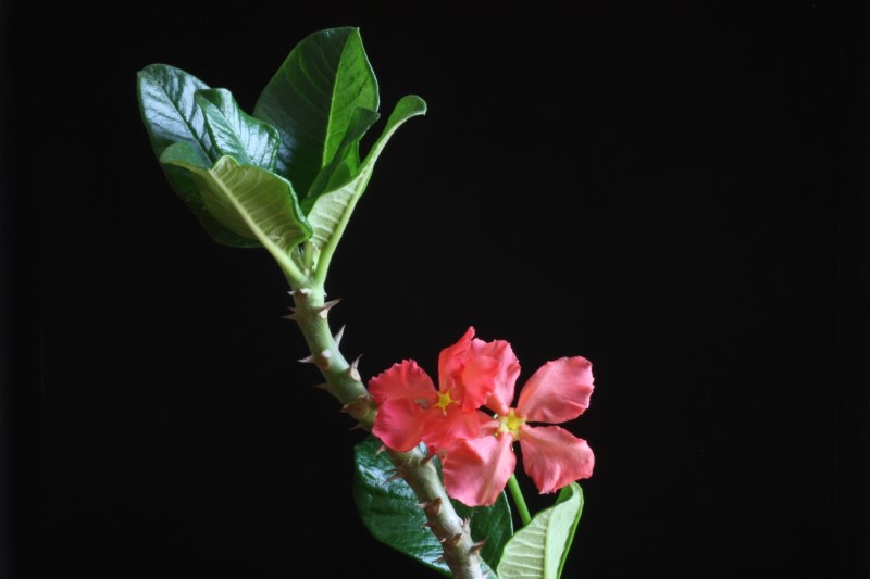 pachypodium baronii v. windsorii