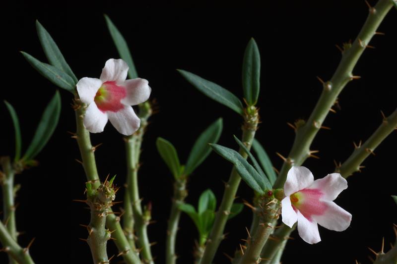 Pachypodium bispinosum 