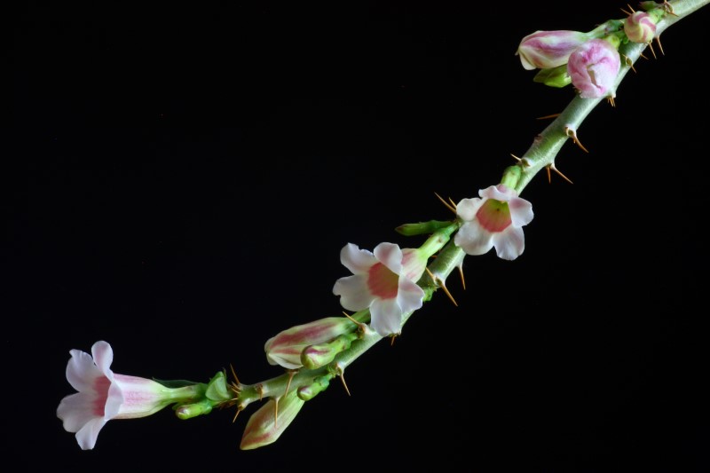 Pachypodium bispinosum 