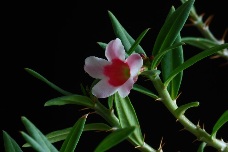 Pachypodium bispinosum 