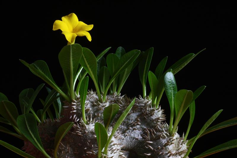 Pachypodium brevicaule 