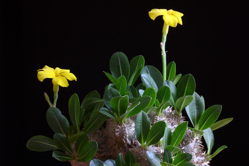 Pachypodium brevicaule 