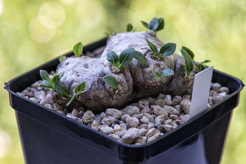 Pachypodium brevicaule 