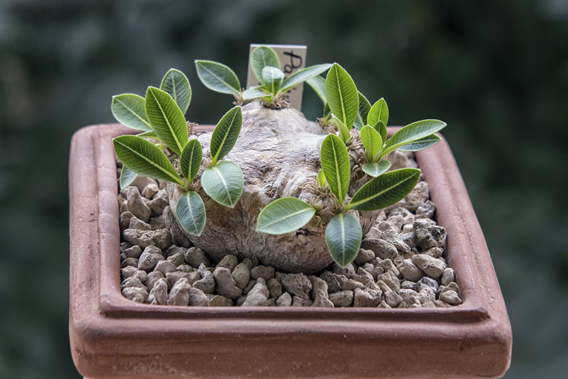 Pachypodium brevicaule 