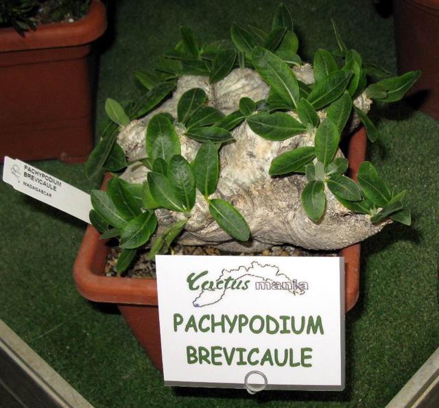 Pachypodium brevicaule 