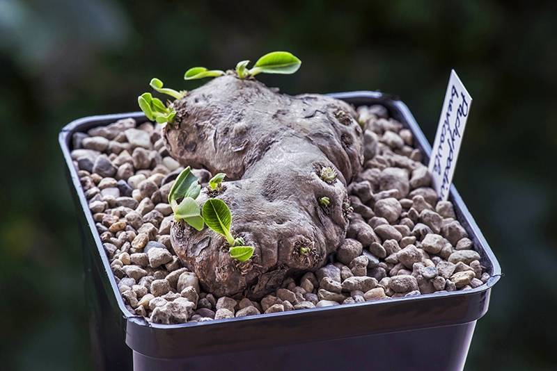 Pachypodium brevicaule 