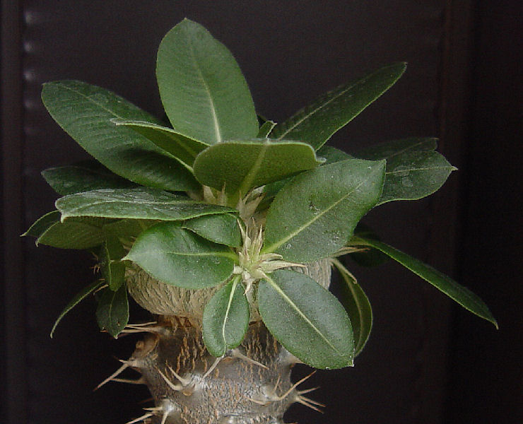 Pachypodium brevicaule 