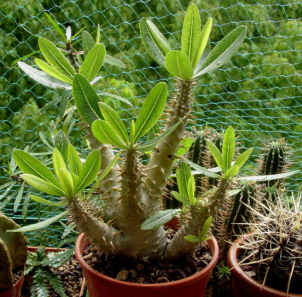 Pachypodium densiflorum 