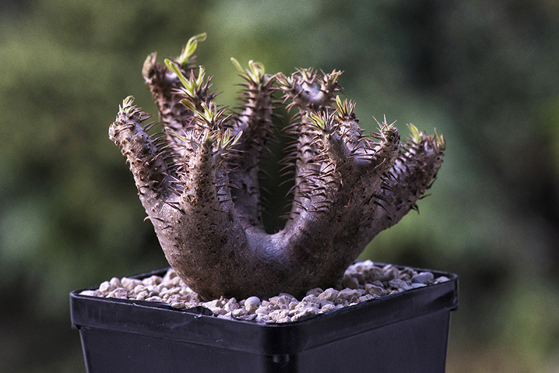 Pachypodium densiflorum 