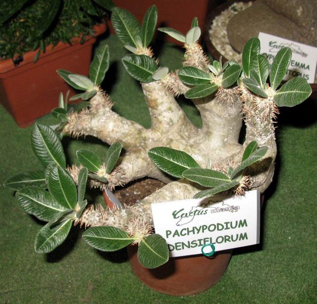 Pachypodium densiflorum 