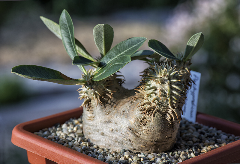 Pachypodium eburneum 