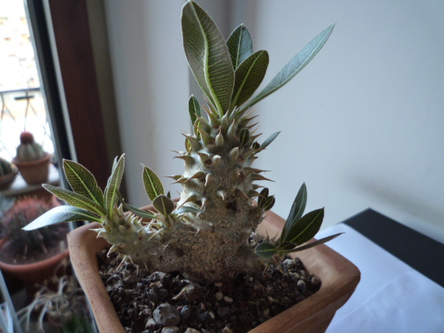 Pachypodium horombense 