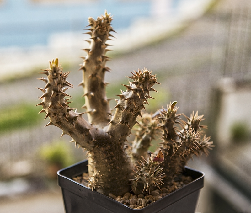 Pachypodium horombense 