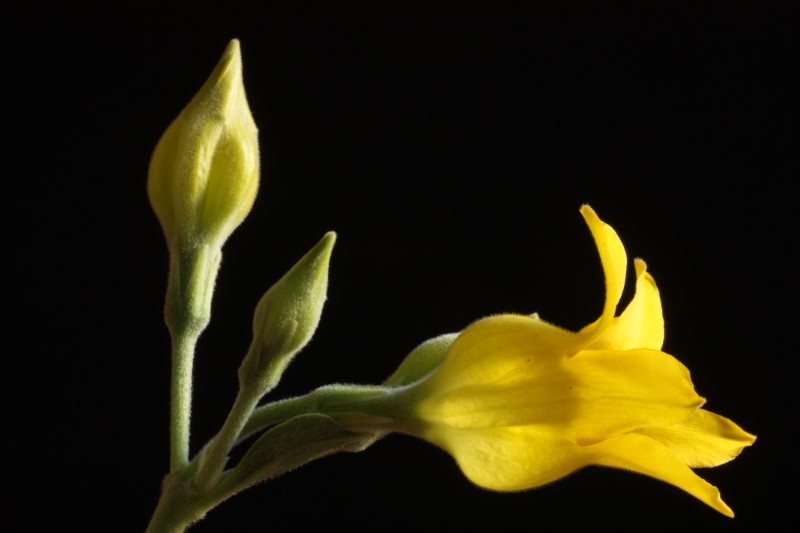 Pachypodium horombense 