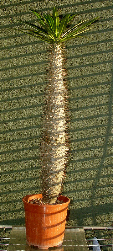 Pachypodium lamerei 
