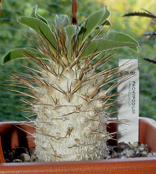 Pachypodium namaquanum 