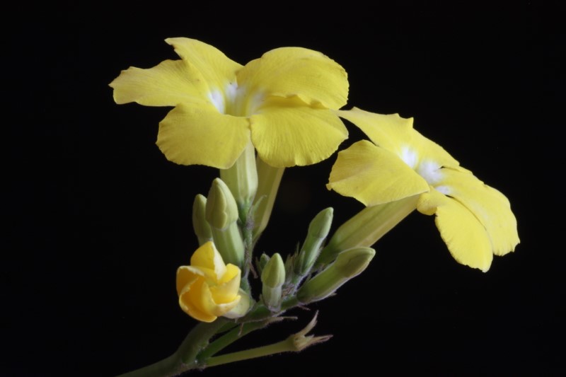 pachypodium rosolatum ssp. mayakense