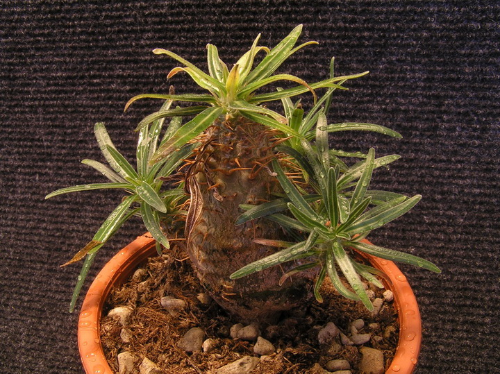 Pachypodium rosulatum 