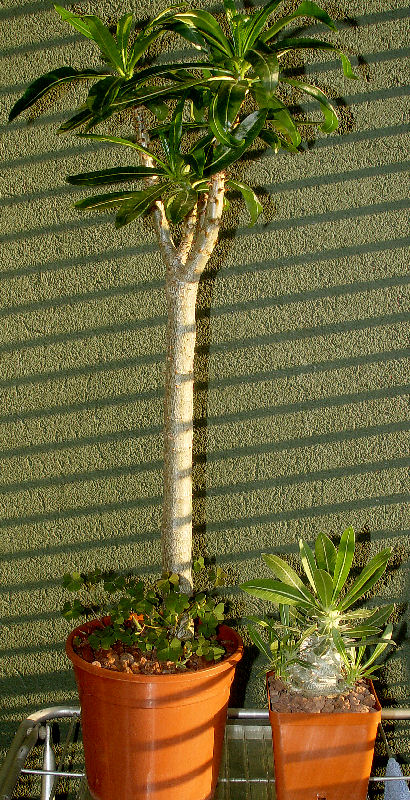 Pachypodium  