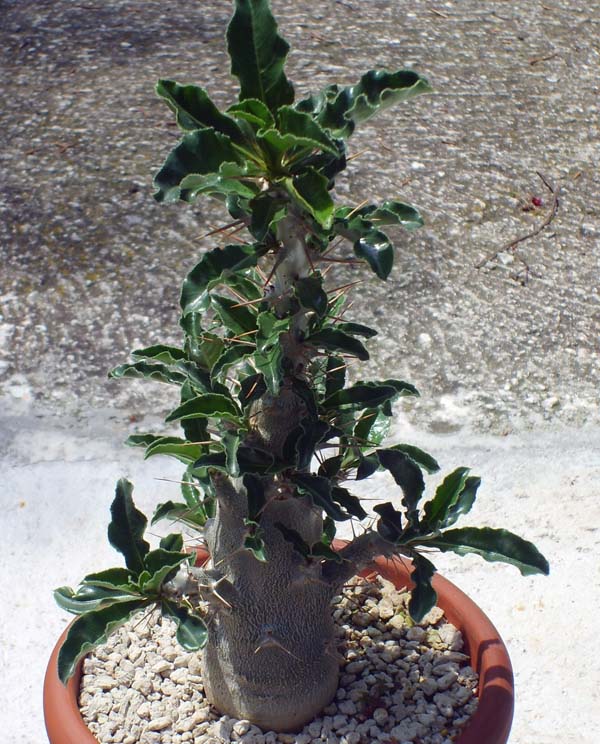 pachypodium saundersii 