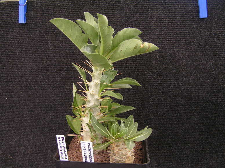 Pachypodium saundersii 