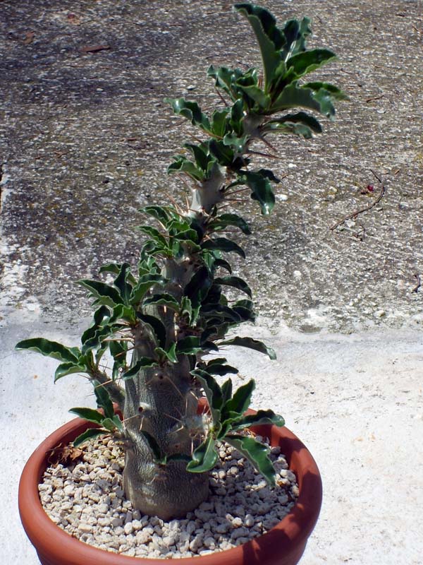 pachypodium saundersii 