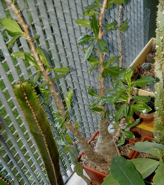 Pachypodium saundersii 