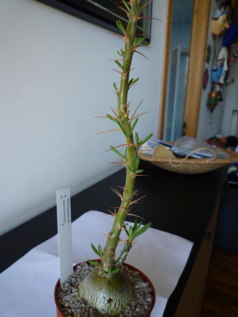 Pachypodium succulentum 