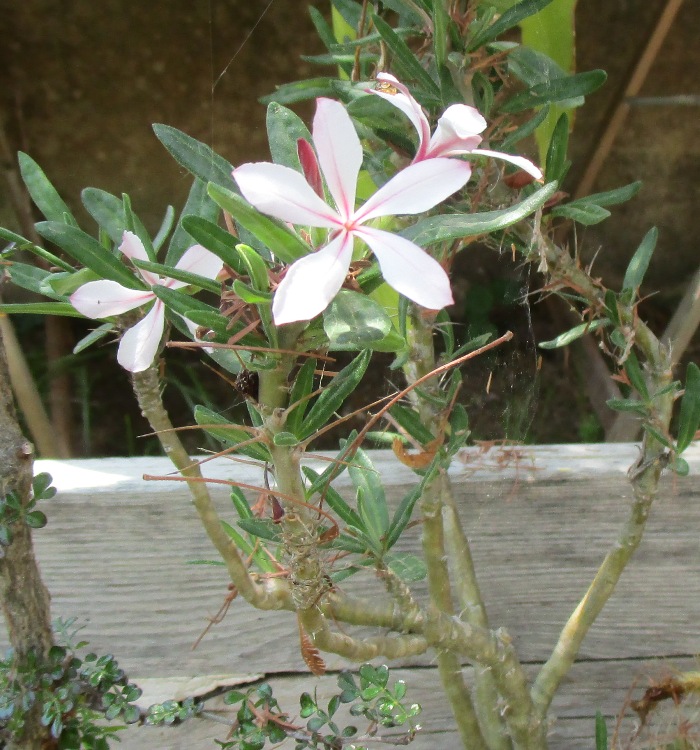 Pachypodium succulentum 