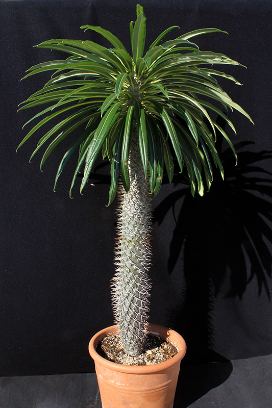 Pachypodium lamerei 