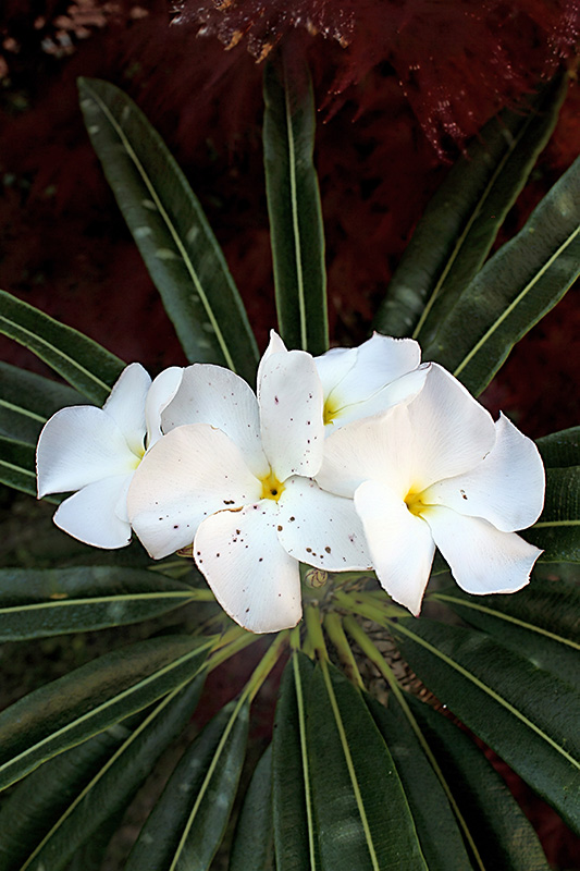 Pachypodium lamerei 