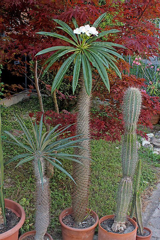 Pachypodium lamerei 