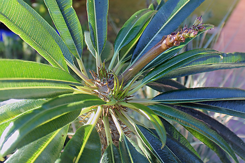 Pachypodium lamerei 