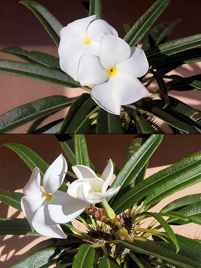 Pachypodium lamerei 