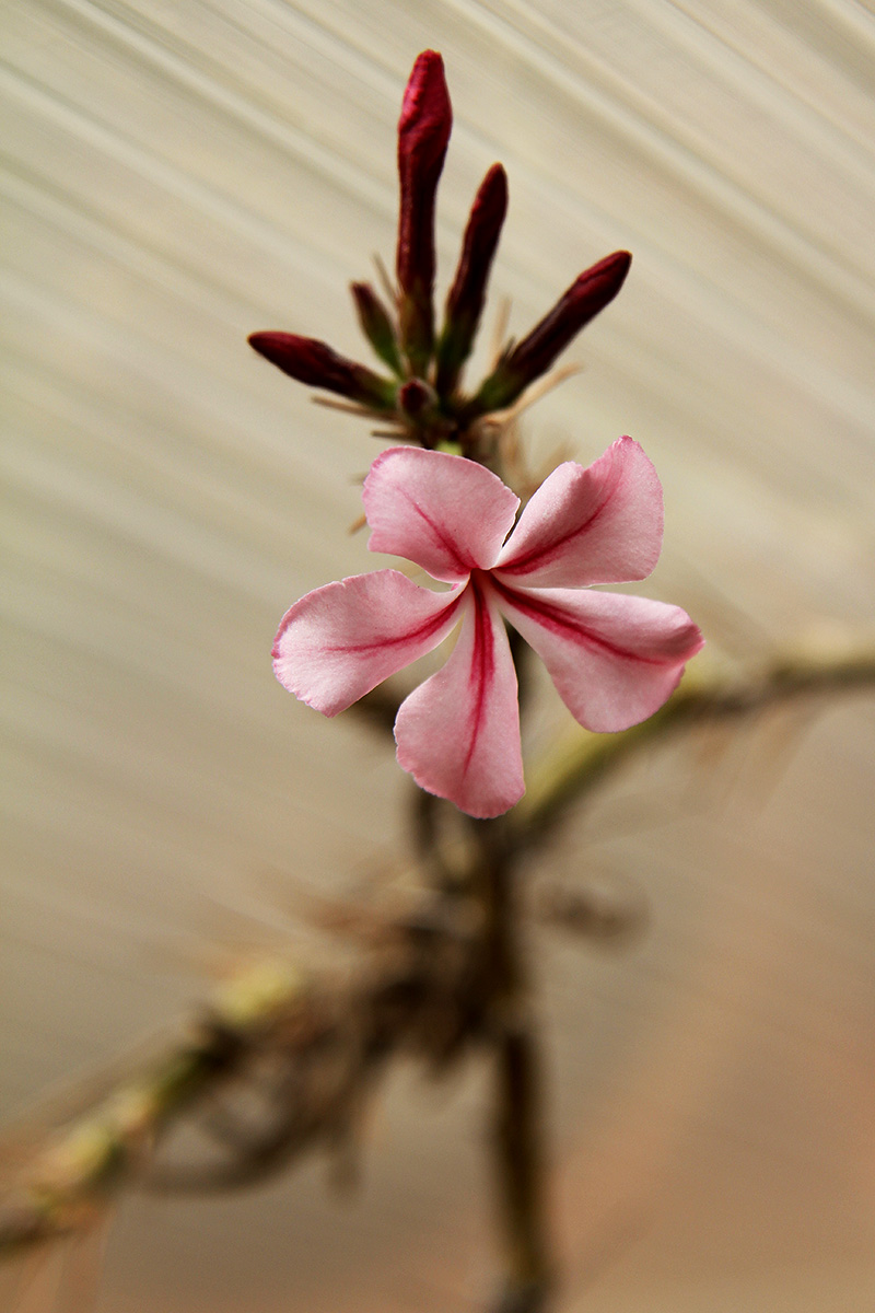 pachypodium succulentum