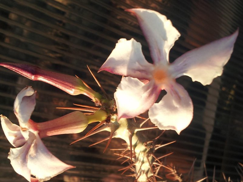 Pachypodium saundersii 