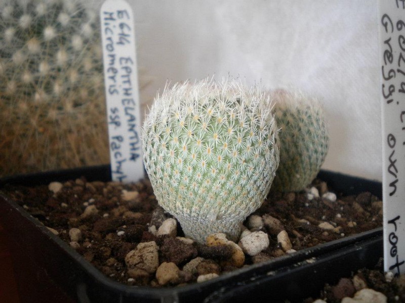 Epithelantha micromeris ssp. pachyrhiza 