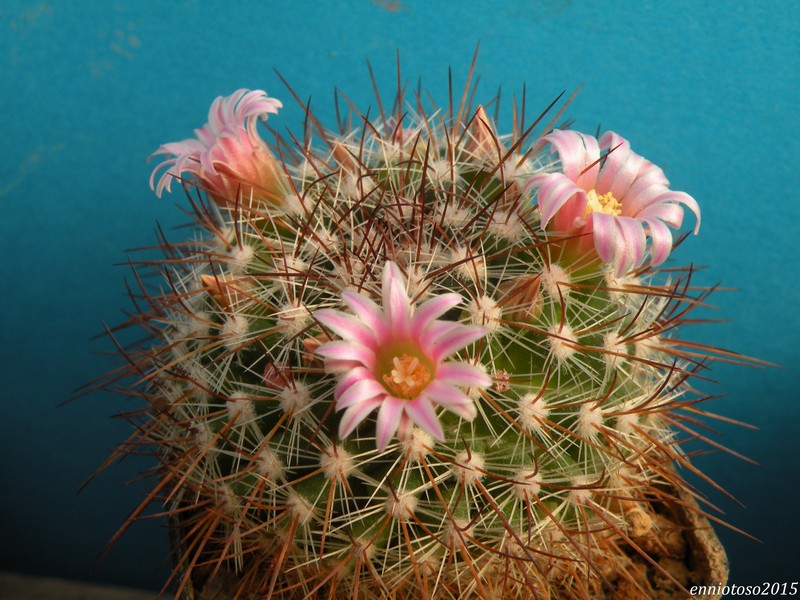 Mammillaria pachyrhiza 