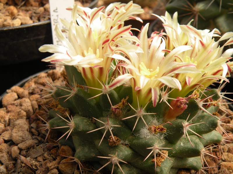 Mammillaria pacifica 